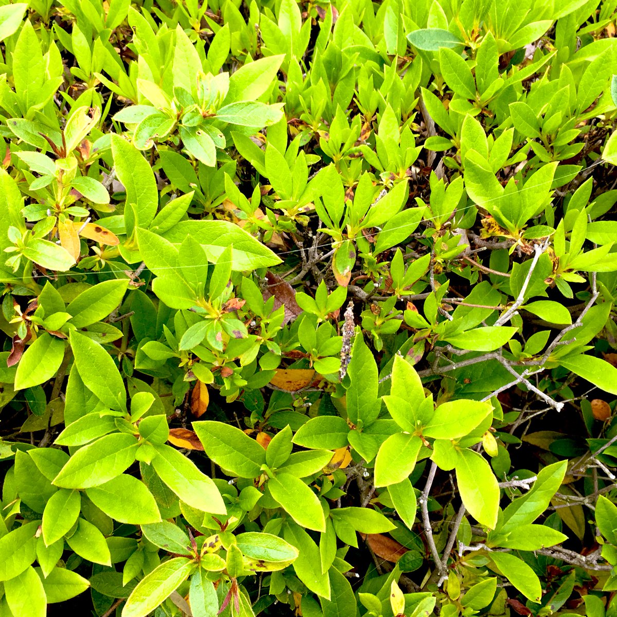 ssaya636's tweet image. #SpiderBot