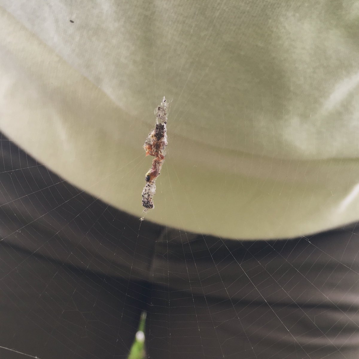 ssaya636's tweet image. #SpiderBot