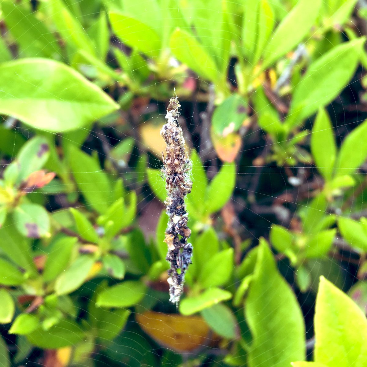 ssaya636's tweet image. #SpiderBot