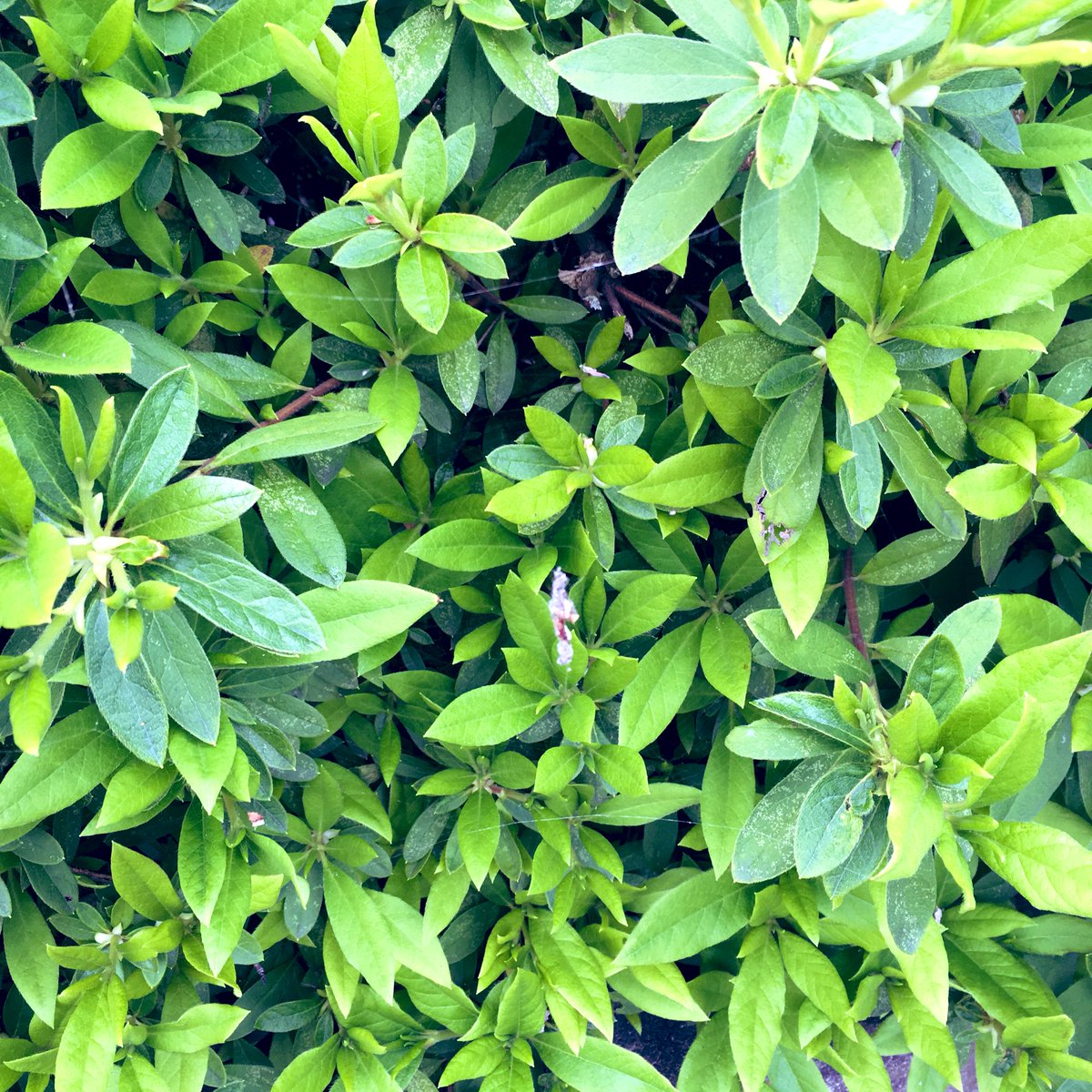 ssaya636's tweet image. #SpiderBot