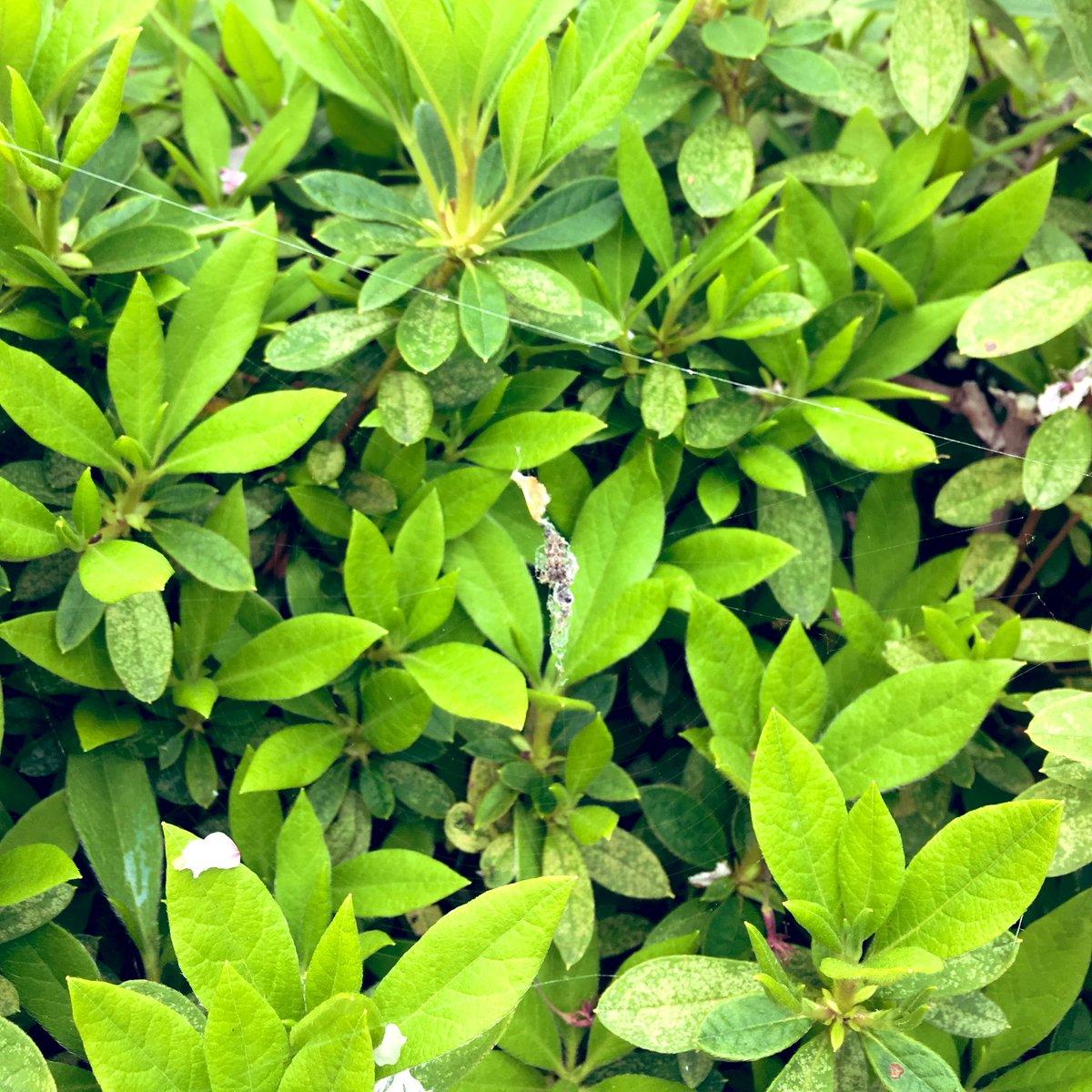 ssaya636's tweet image. 季節柄、サクラの花びら(花殻)を抱えているゴミグモもいた。風情があるね
#SpiderBot