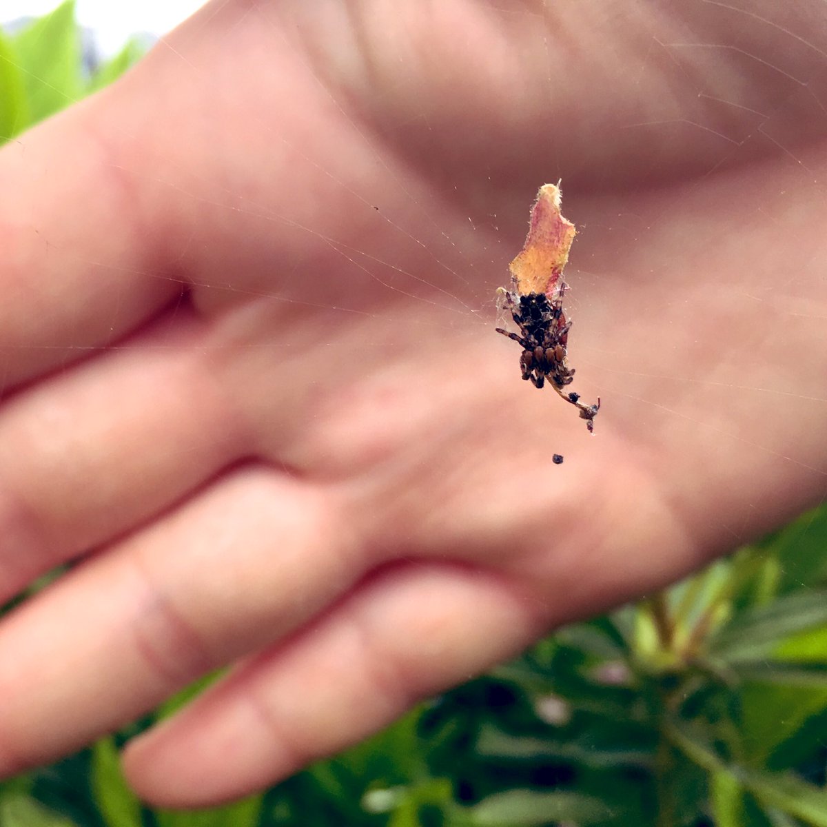 ssaya636's tweet image. 季節柄、サクラの花びら(花殻)を抱えているゴミグモもいた。風情があるね
#SpiderBot