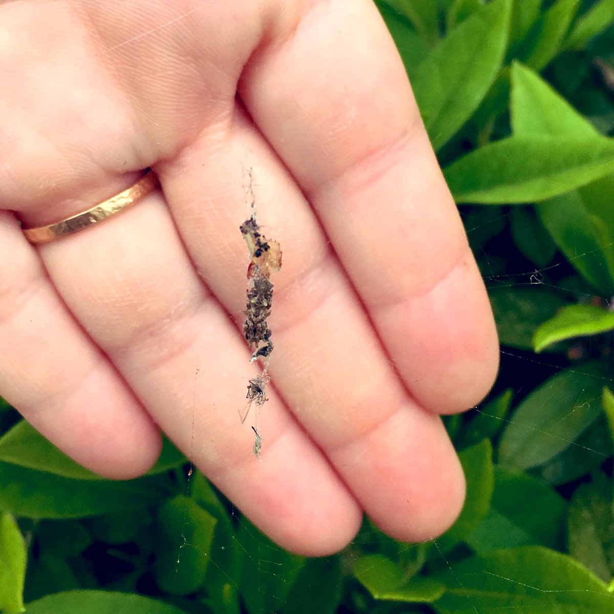 ssaya636's tweet image. 季節柄、サクラの花びら(花殻)を抱えているゴミグモもいた。風情があるね
#SpiderBot