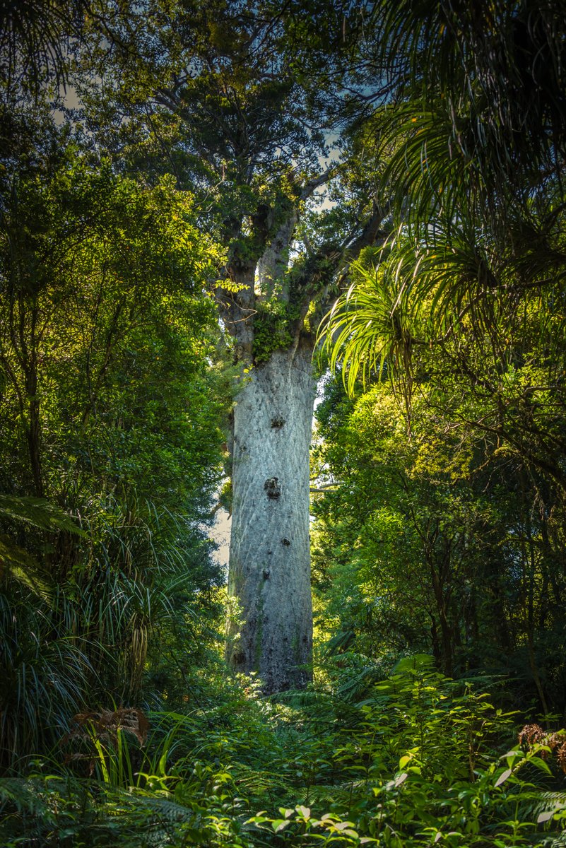 And of course when in the Far North, I had the time of my life exploring  #BitsOfNewZealand that I can't wait to get back to asap. What a treat  @Northland_NZ is.