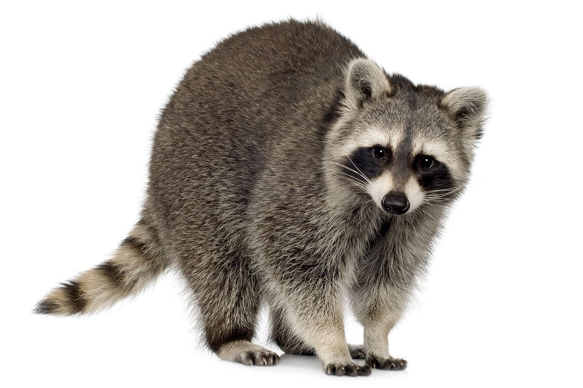 小岩井静流on Twitter 其实重点是尾巴 浣熊有黑色环纹 貉没有 再看狸克 尾巴也是没有环纹的 国际版负责设定的人可能没见过真的貉 以为是浣熊 很正常 就连维基百科的貉英文也是