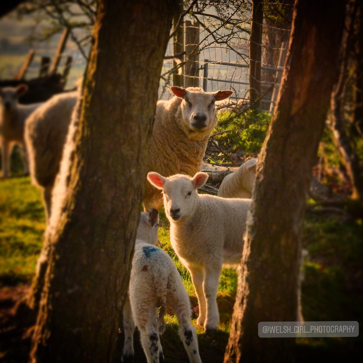 Welsh_Girl_Photography 🏴󠁧󠁢󠁷󠁬󠁳󠁿 tweet media