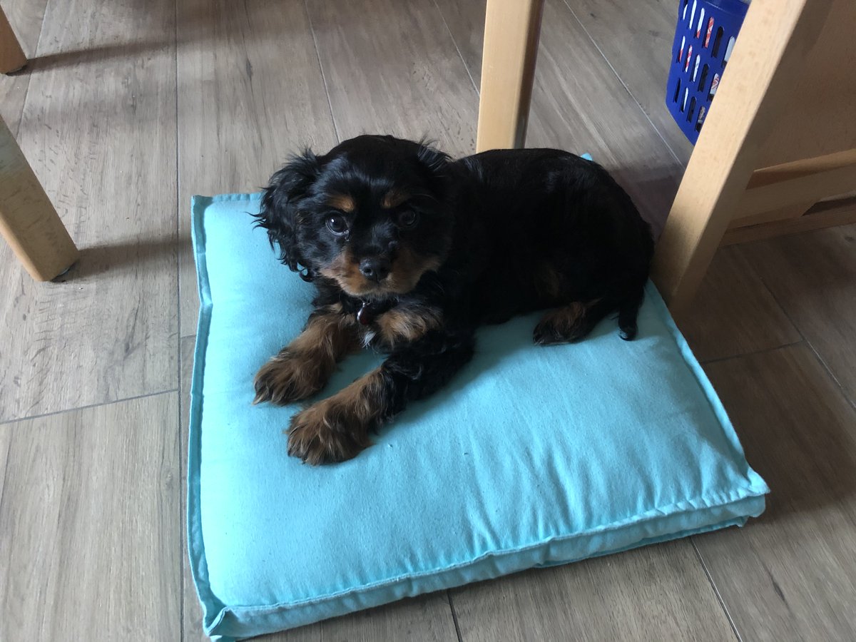 Himmel! Jetzt ist schon 🐰#Ostern. Komme seit Tagen nicht mehr zum Twittern. Ist ganz schön anstrengend mit einem Welpen. Wünsche allen ein schönes Osterfest!
#lachwieder #gustavlachmit