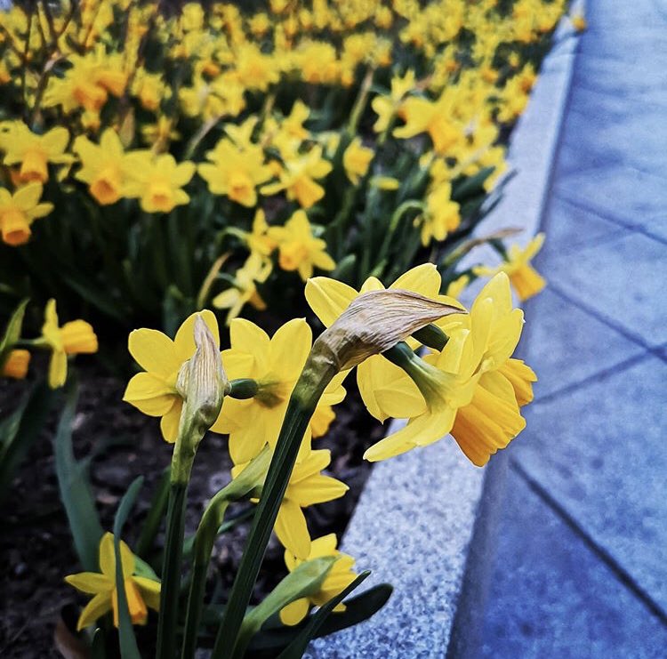 BeyondCorpLaw's tweet photo. Wherever you are and whatever you’re doing, we wish you all a very #HappyEaster 🐣 Stay safe, people. https://t.co/nYHyUvigJf