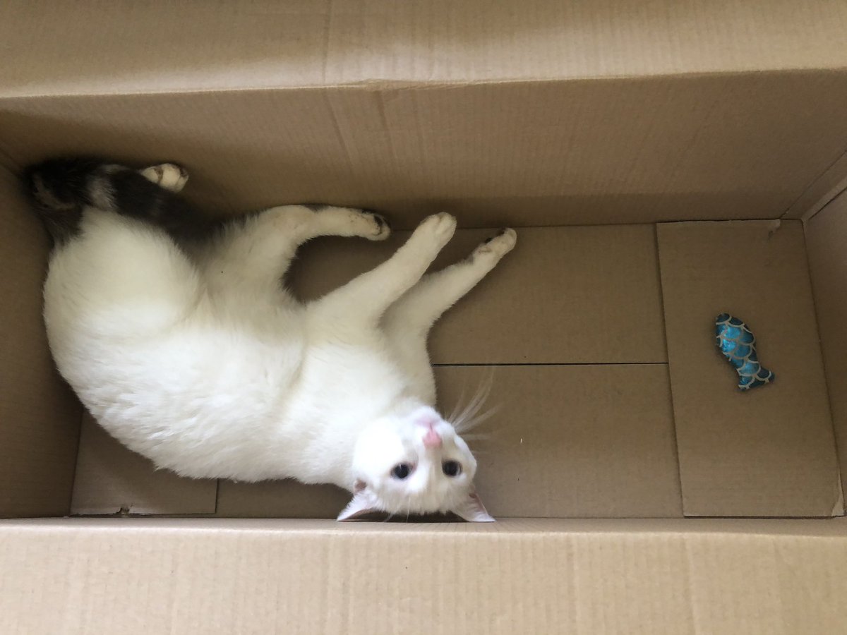 CatzRuleLife's tweet photo. Happy Easter purrfriends! 🐣(Micky Bubbles) #catboxsunday #catchthefish #catzrule #CatsOfTwitter #CatsOfTheQuarantine https://t.co/C5JCAra9p3