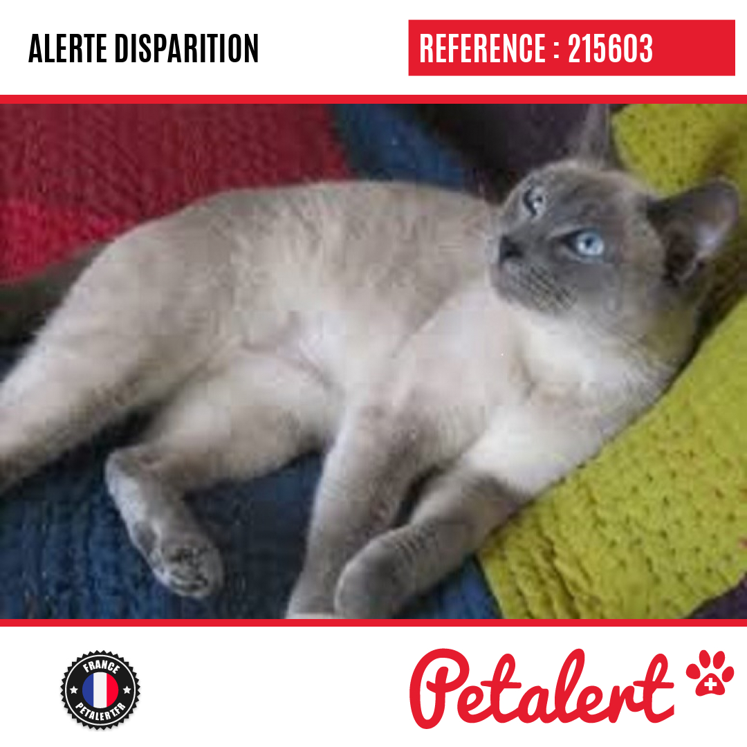 petalert_france's tweet photo. Disparu #Chat #CoteDOr #Malain #Petalert #PetAlert21 / https://t.co/ehitdCbdcd https://t.co/drHHfgq212