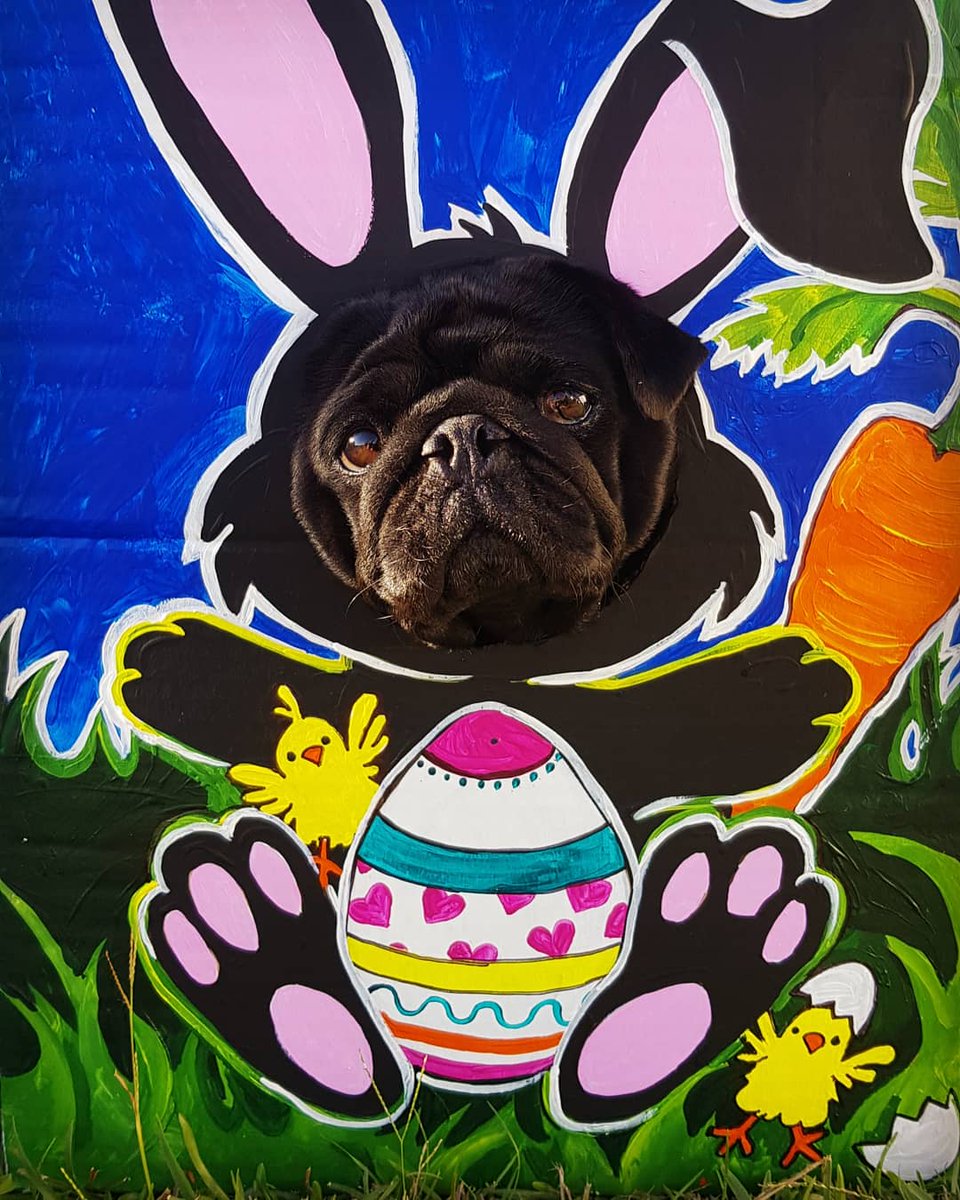 Mariothepug's tweet photo. I am the Easter Pug. I take all your treats. https://t.co/tIB1vBJdzT