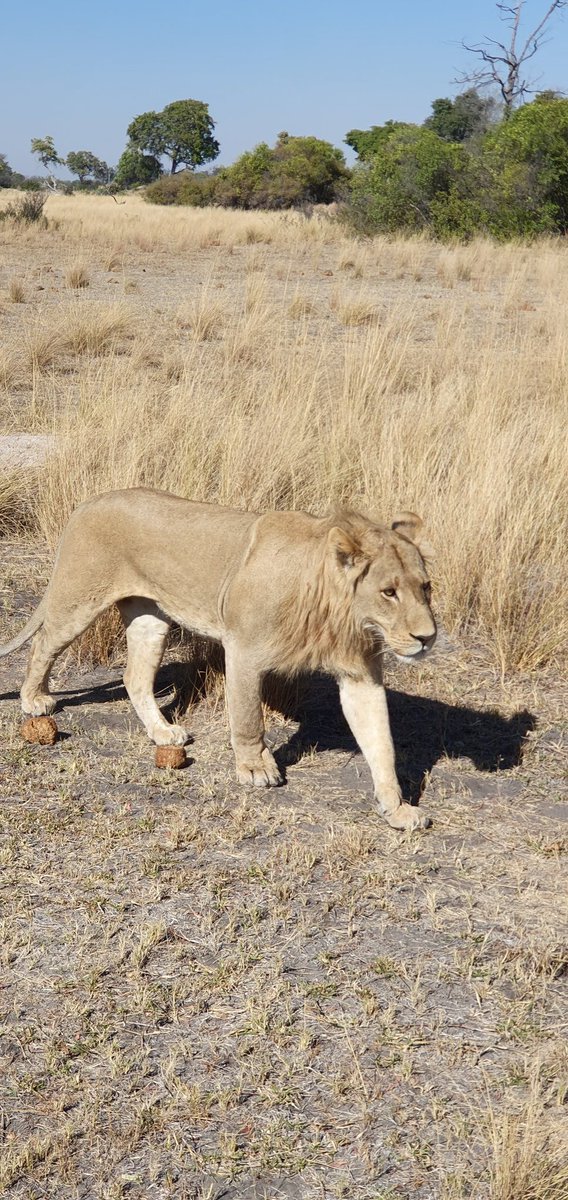 RoyalDickie's tweet photo. Thought I'd add a little joy and distraction this #EasterDay. Some pics I took last year on a magical visit to #Macatoo #AfricanHorseSafaris #OkavangoDelta #HelpTheNHS #StayHomeSaveLifes #StaySafe https://t.co/QxJyNTFG62