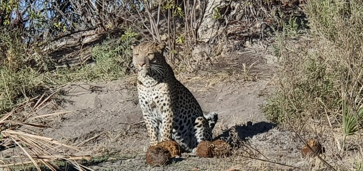 RoyalDickie's tweet photo. Thought I'd add a little joy and distraction this #EasterDay. Some pics I took last year on a magical visit to #Macatoo #AfricanHorseSafaris #OkavangoDelta #HelpTheNHS #StayHomeSaveLifes #StaySafe https://t.co/QxJyNTFG62