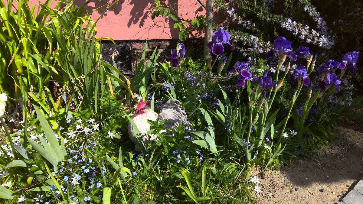 Someone's found a pretty spot! @georgenorman20 @Norman_Han. #gardenchickens