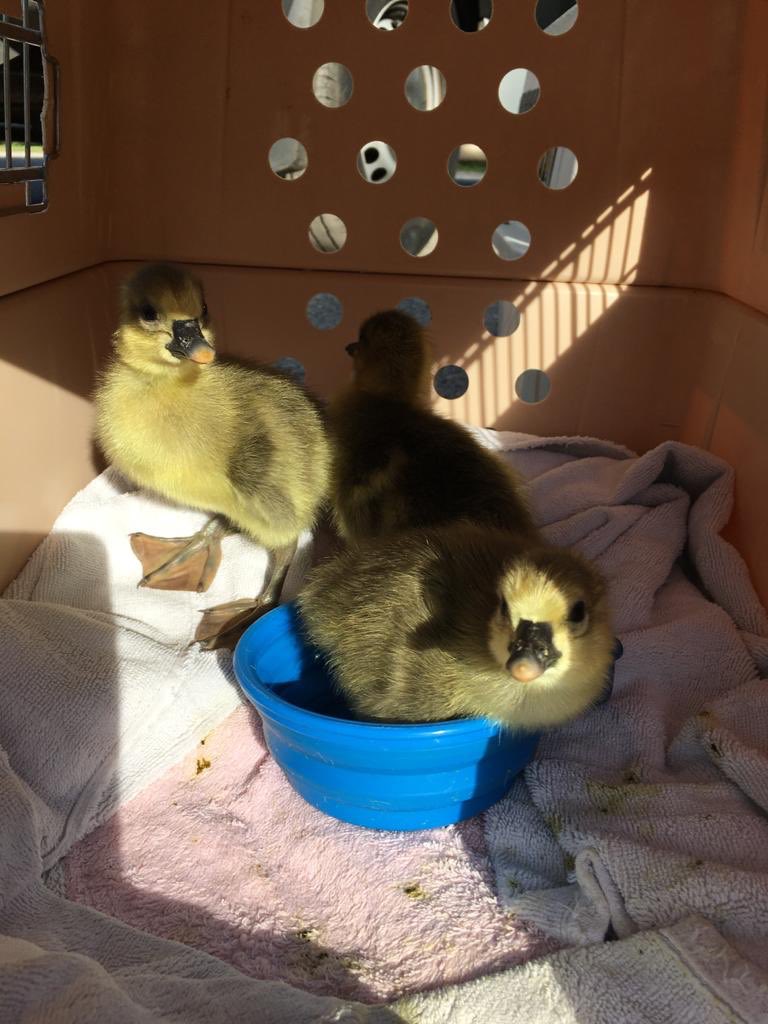 DierenAmsterdam's tweet photo. Deze #gansjes mochten naar @DeToevlucht Voor onderweg hadden ze van Bert vast een geΓ―mproviseerd zwembadje van het hondenbakje gekregen #smelt #daslief #samenvoordieren #vrijwilligers #methartenziel https://t.co/gtXgv0pLwg