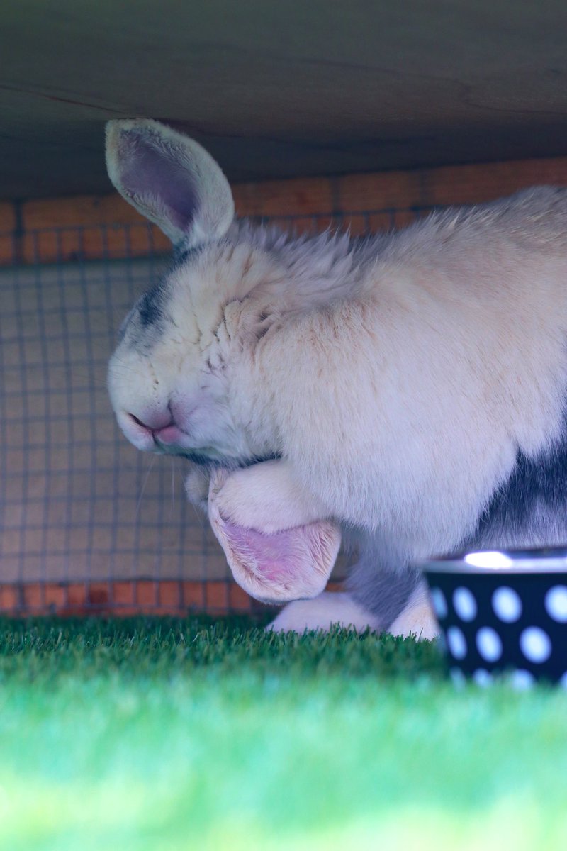 Happy Easter from Pebble🐰🐣
➡️ youtu.be/UPfYO0VJv10⬅️