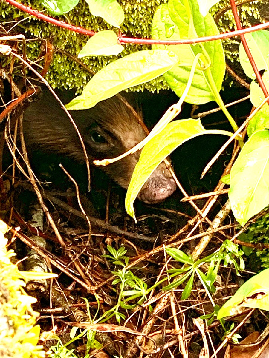 InKamiya's tweet photo. アナグマの隠れ家(巣)を見つけました✨
こっちを見てます！
#可愛い 
#生き物 https://t.co/WPNc643bLU