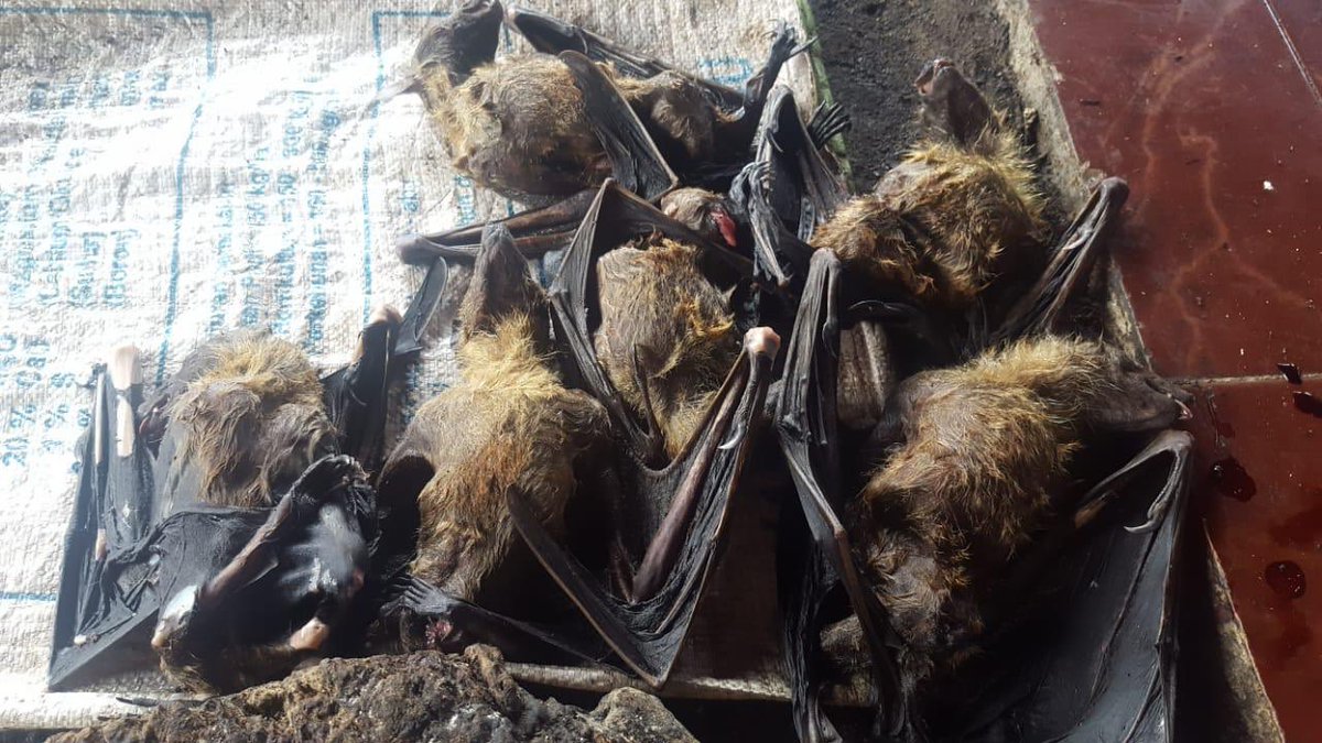 EXPOSED: Indonesia’s wildlife wet markets where bats and snakes are STILL on sale despite #coronavirus risk. mirror.co.uk/news/uk-news/r… Join @rickygervais @P_Wicks01 @michaelastracha @RealPOGDogs & sign to ban wildlife trade hsi.org/banwildlifetra… 🦇🐍 ❌