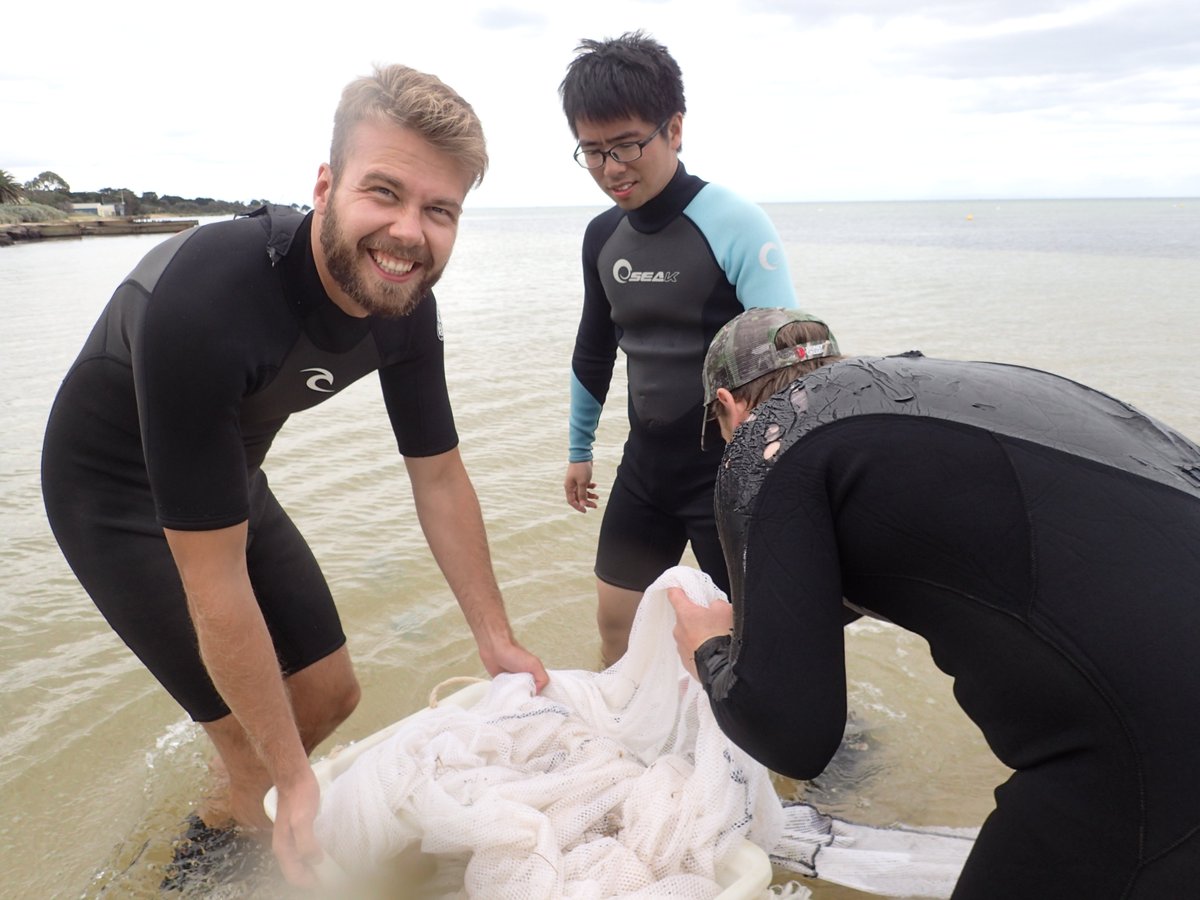 PeterMacreadie's tweet photo. Our new paper 'Quantifying fisheries enhancement from coastal vegetated ecosystems' led by @HolgerJanes 

1 ha of #seagrass supported 55,000 more #fish pa compared to bare seabed, resulting in a value increase of $21K pa.

https://t.co/OvFLaiFa2j #Wetlands https://t.co/hzYqSLmJAA
