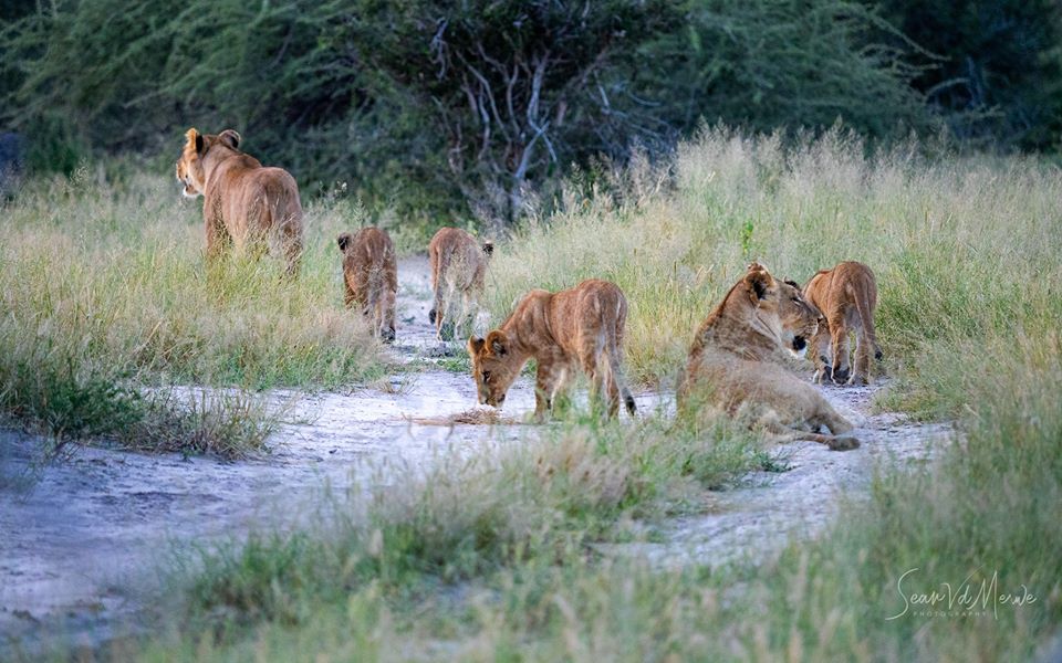WeAreWilderness's tweet photo. The area we conserve is some of the best game viewing on the continent is an understatement. Yesterday, 2 lioness' and 4 cubs popped into the road to hunt some Kudu. Unsuccessfully they went to rest under a full moon .
#MomboCamp #Olympus #OMDinspired #Wearewilderness https://t.co/f14EKnANcy
