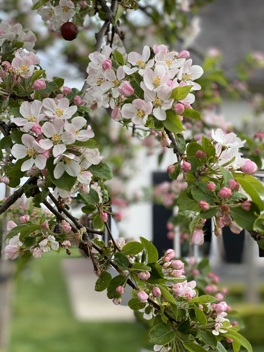 Malus ‘Red Sentinel’ 👌
