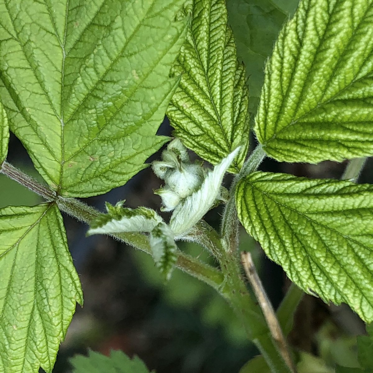 ট ইট র 役に立たないきのこ 週末はおうちで植物園 早くもラズベリーの花芽が出てきました こちらは歩留まりが高く 足掛け1ヶ月近く楽しめます ちなみに地下茎で旺盛に増殖するわ 樹形は格好悪いわ 痛いわで 庭木としては最低 ミントと並ぶ地植え要注意