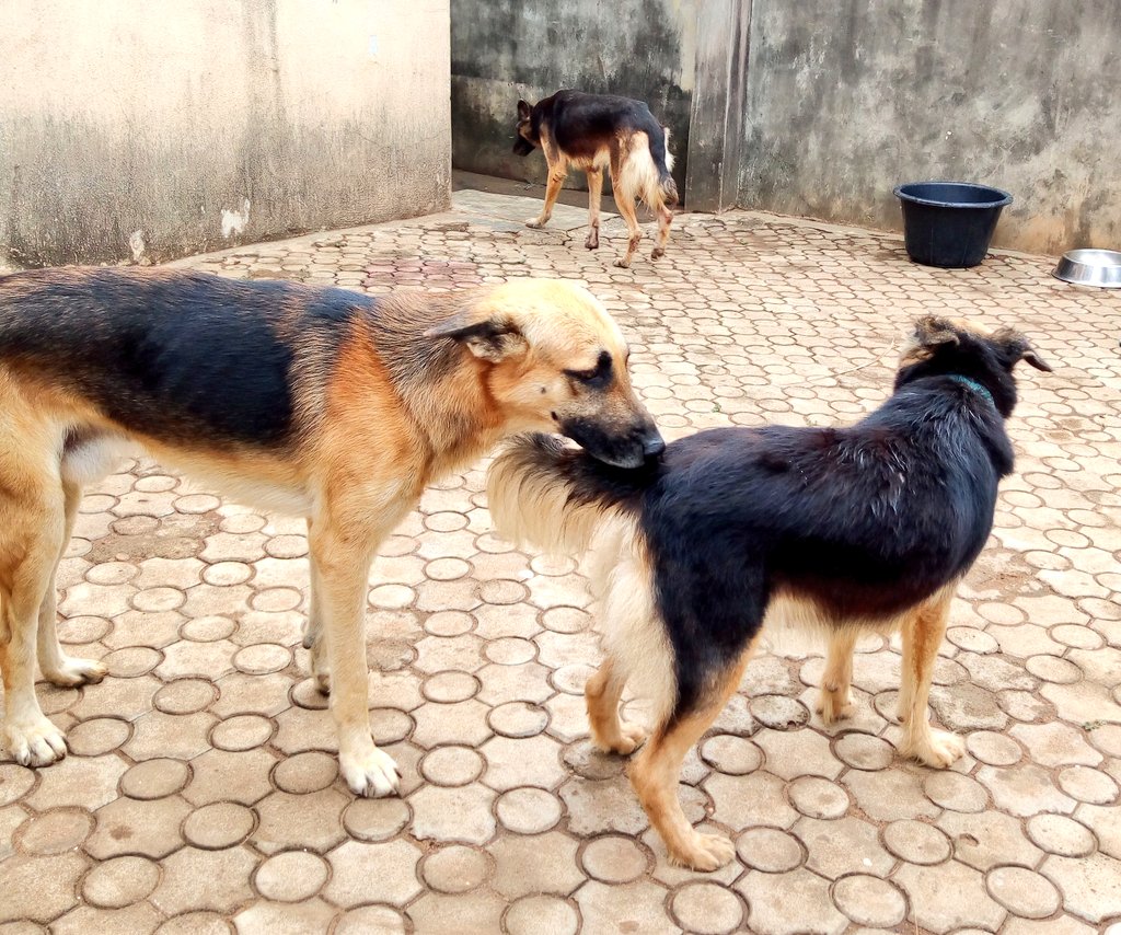PetsRefuge's tweet photo. How dogs Spend their #COVID19 #lockdown , will #Lockdownextention be possible? Or will #imamofmorons keep trending?
#LadoimeDogs https://t.co/akXw4MBTuY