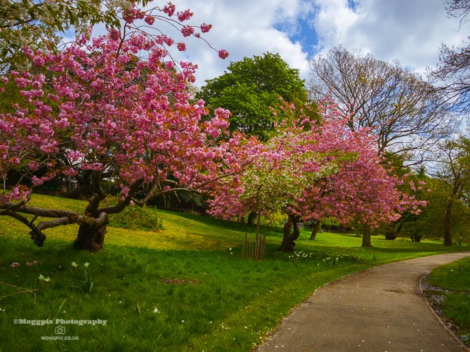 Blossom Trees in Princes Park - April 2018

#Liverpool #Nature #BlossomTrees #Moggpix