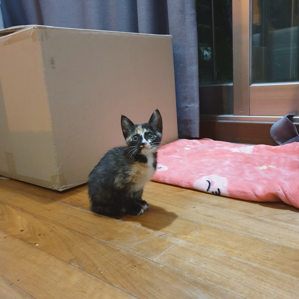 👴 어제 새벽에 친구와 한잔 걸치고 들어오는데 저희 집 현관문 바로 앞에서 요녀석을 만났습니다(아파트/1층 아님/공동 출입문有). 우선은 임시보호를 하고 있고 곧 입양 홍보를 해야할 것 같아요. 아이는 구석구석 상처가 좀 있는거 빼곤 건강하고 범백도 음성나왔습니다. 잘 부탁드려요!🙏