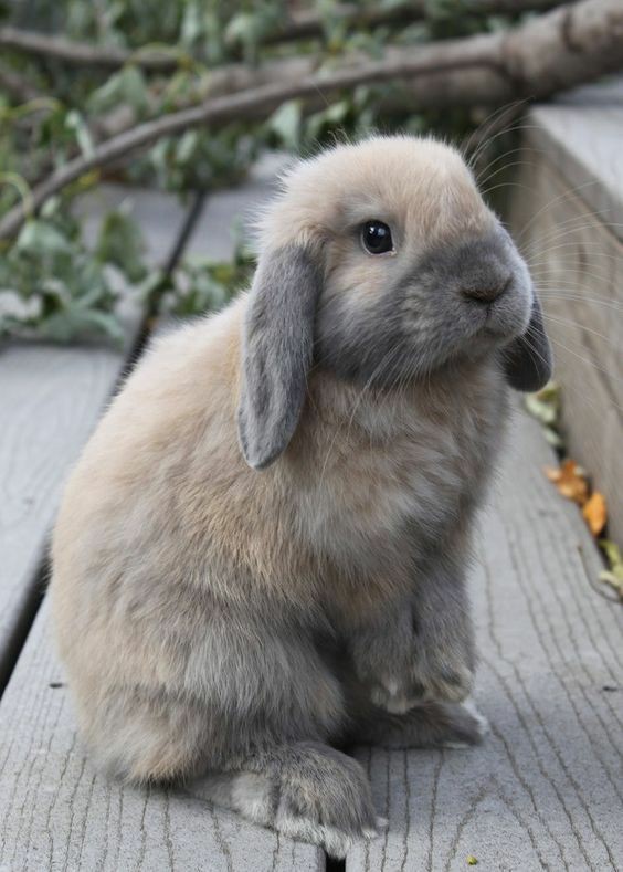 ~ Thread of my favourite  rabbits because it's Easter 