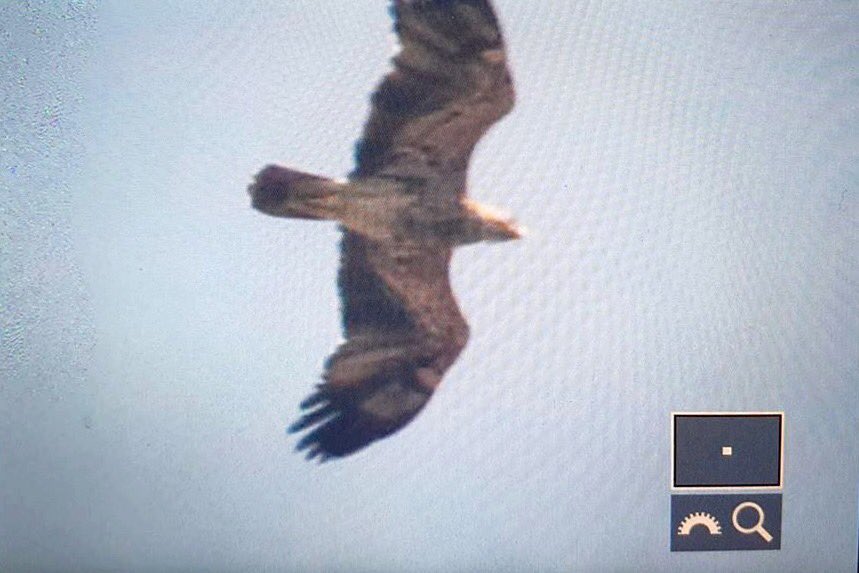 TarsigerTeam's tweet photo. Subadult Eastern Imperial Eagle, Aquila heliaca photographed at Heule, Kortrijk, Western Flanders - the 1st record for Belgium https://t.co/2LIhu1WOTO
