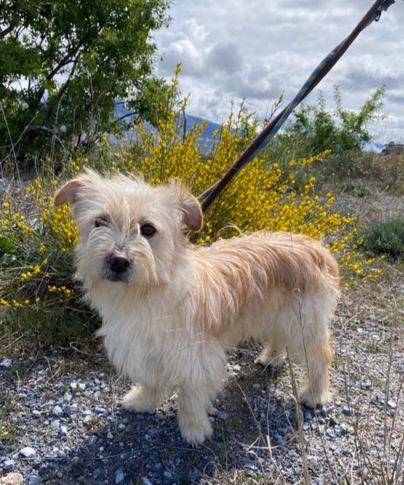 AnimalNevada's tweet photo. Este es Yupi: macho castrado, cruzado, nacido el 15.03.2019.,mide 35 cm. Le cuesta acostumbrarse a los mimos, no es cariñoso pero se lleva bien con los demas perros, le gusta jugar y correr, es muy activo y un poco independiente. Sabe pasear en correa y es obediente. https://t.co/9qBS8okWqd
