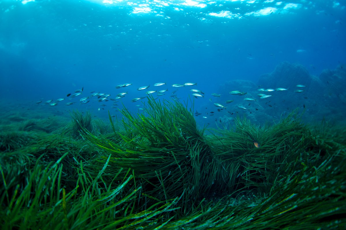 PeterMacreadie's tweet photo. Our new paper 'Quantifying fisheries enhancement from coastal vegetated ecosystems' led by @HolgerJanes 

1 ha of #seagrass supported 55,000 more #fish pa compared to bare seabed, resulting in a value increase of $21K pa.

https://t.co/OvFLaiFa2j #Wetlands https://t.co/hzYqSLmJAA