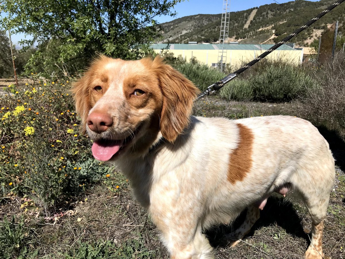 AnimalNevada's tweet photo. Brenda es una hembra castrada, Bretón español, nacida el 11.03.2017. Mide entre 45 y 50cm. Es una perra encantadora, muy cariñosa, activa muy simpática. Se lleva bien con los perros. Le dan miedo los cohetes, los truenos y los disparos. Abstenerse los cazadores. Es muy alegre! https://t.co/FTzwmOElY9