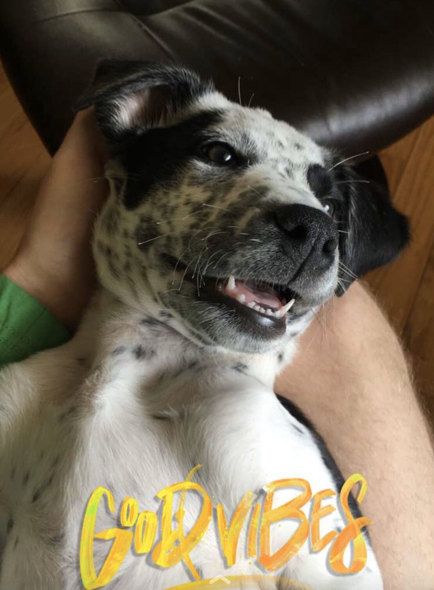 #bigdogsunday   Our 12 week old rescue Stella