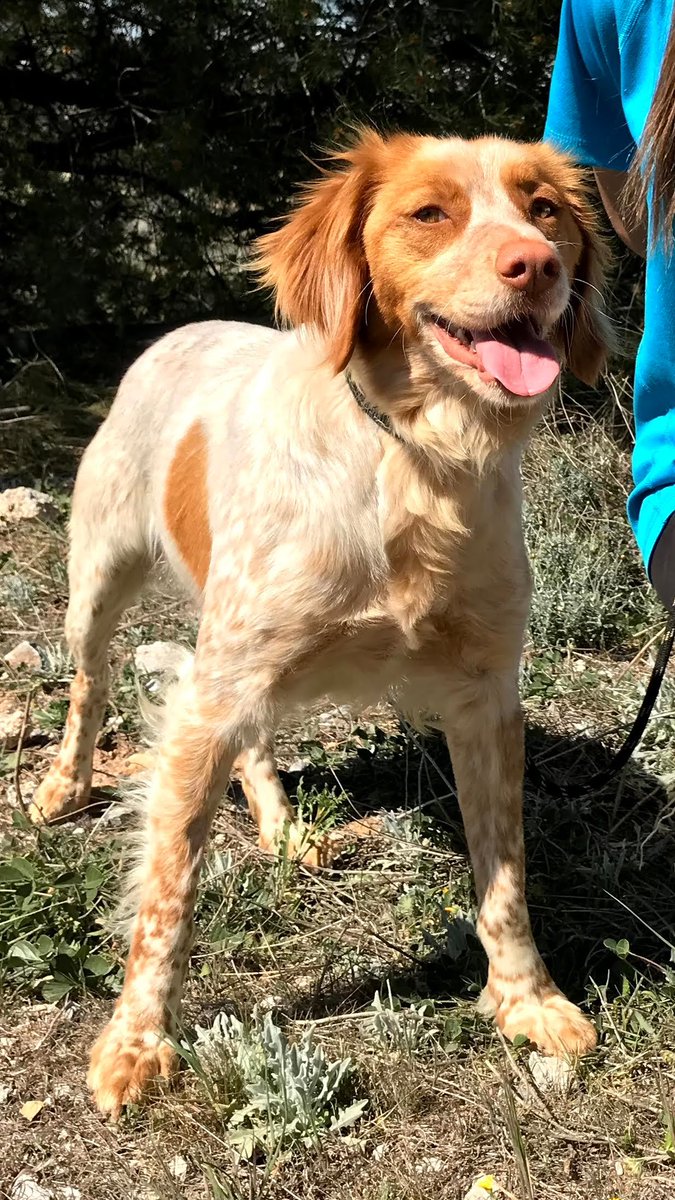 AnimalNevada's tweet photo. Brenda es una hembra castrada, Bretón español, nacida el 11.03.2017. Mide entre 45 y 50cm. Es una perra encantadora, muy cariñosa, activa muy simpática. Se lleva bien con los perros. Le dan miedo los cohetes, los truenos y los disparos. Abstenerse los cazadores. Es muy alegre! https://t.co/FTzwmOElY9