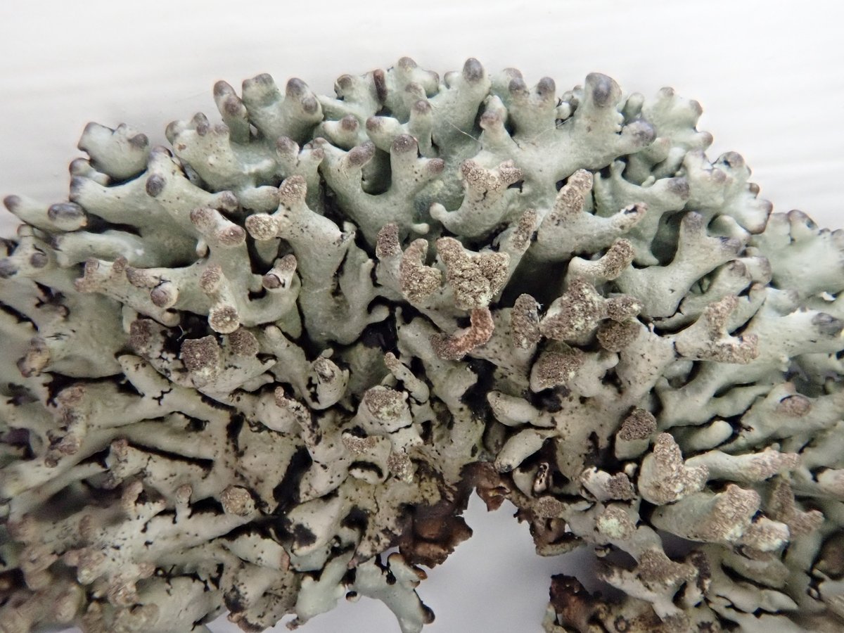 I struggle with lichens with soralia at the lobe tips - are they hood-shaped, lip-shaped etc. Tentatively ID'd these as Hypogymnia physodes (left) and H. tubulosa (right) because of the split lobe tips. But not at all confident...  @obfuscans3  @BLSlichens ?