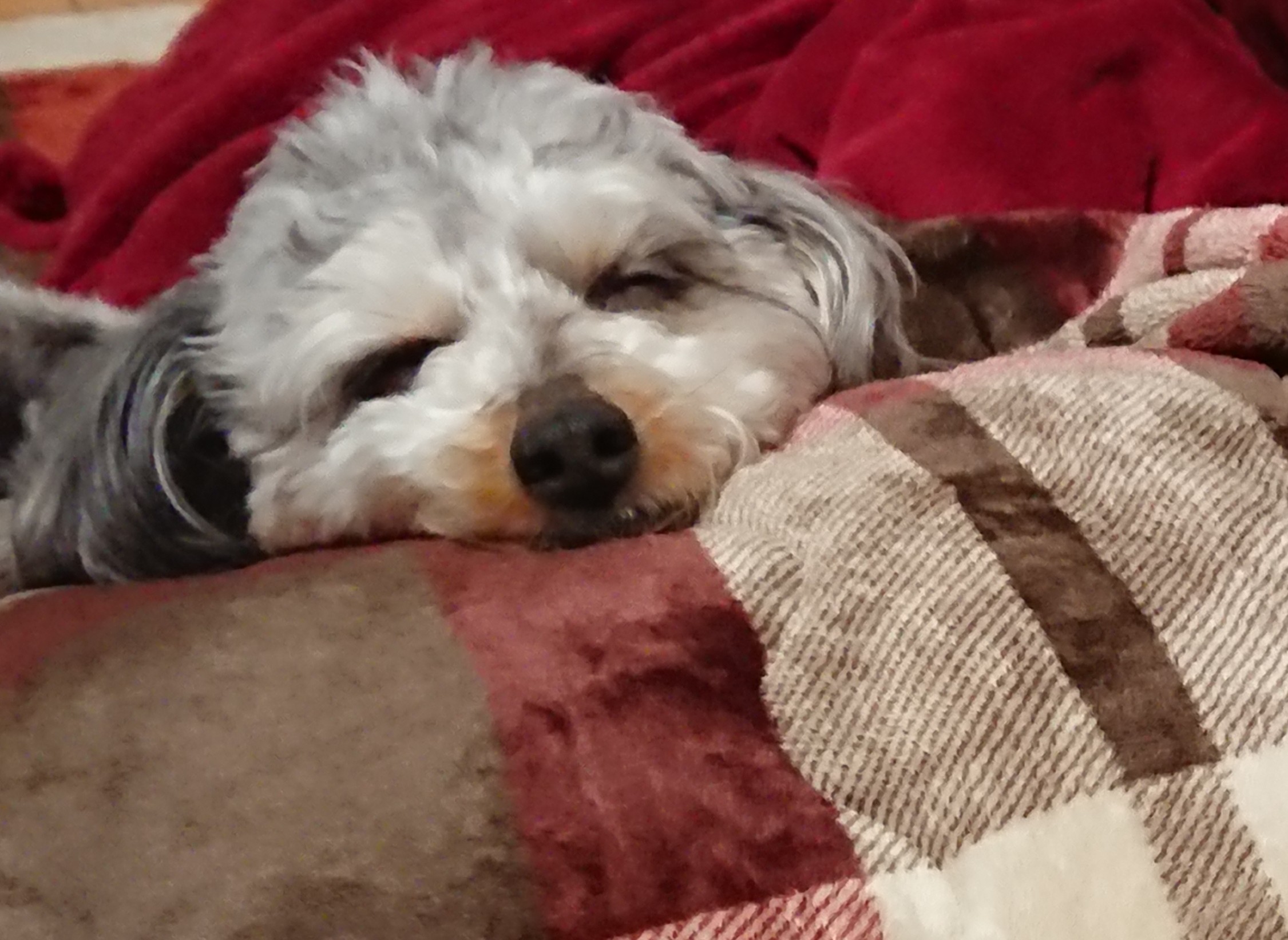 ぬえ A Twitter 夫が犬の腹に顔を埋めて むぎのお腹からとろろ昆布の香りがする 私 ｽｰﾊｽｰﾊ しないよ 夫 するって 白黒はっきりつけたいと思います 開封の儀 T Co Dvuynymfjg Twitter
