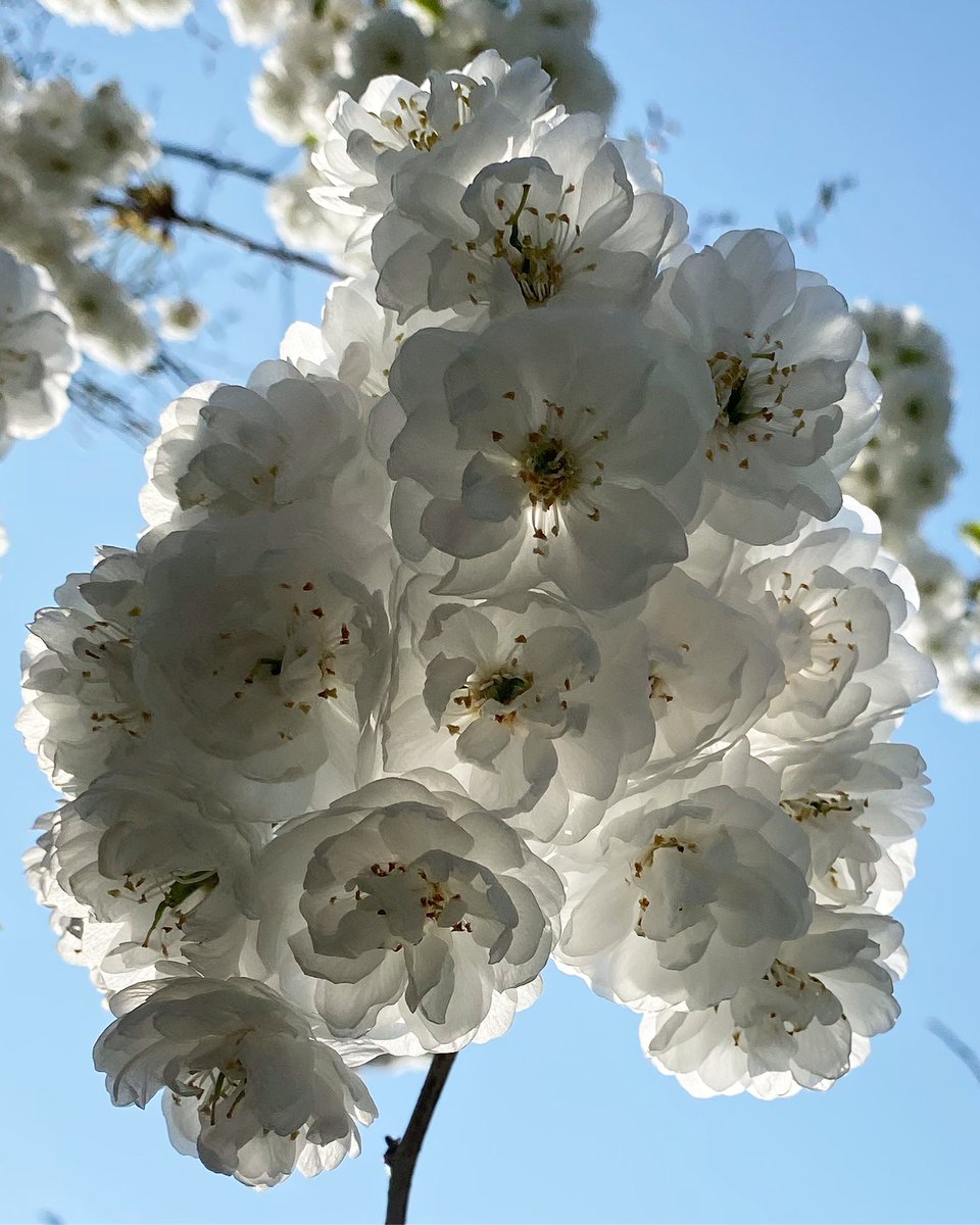 BarnetSymphony's tweet photo. Happy Easter and Passover 🌱🐥
Stay safe and well! See you soon via #zoom 🎶
.
#pesach2020 #passover2020 #eastersunday #stayhome #spring2020 
#amateurorchestra #londonorchestra #barnetsymphonyorchestra #musicianslife #northlondon #selfisolation #quarantinelife #barnetmums #barnet https://t.co/tyUMTMQmvF