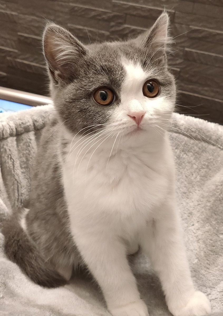 はぴ猫 初めまして ブリティッシュショートヘアのビビです おてんばの甘えたさんです 猫 ブリティッシュショートヘア 猫好きさんと繋がりたい 子猫