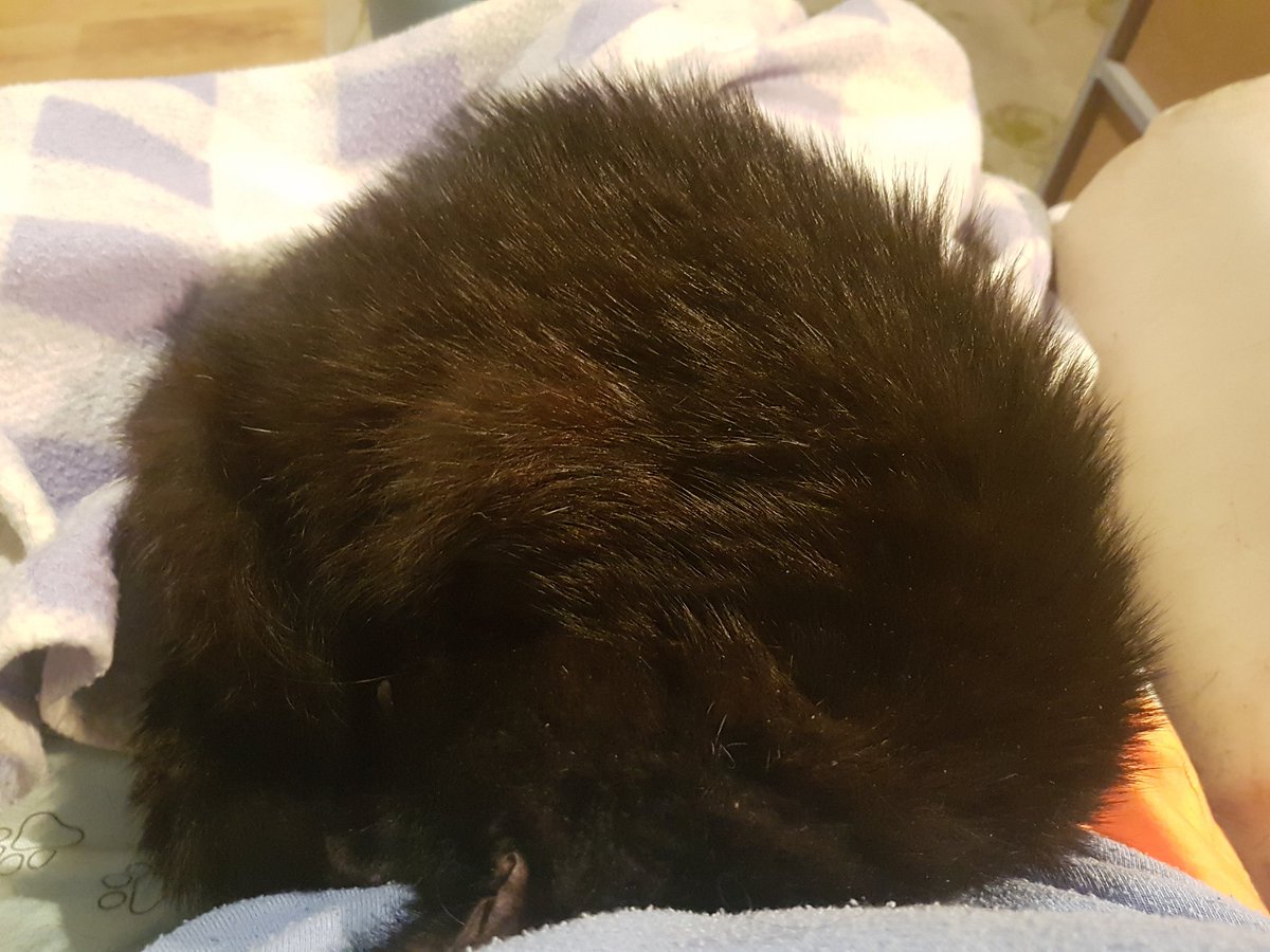 Bc I did Wrong Maths about when national black cat day was (I thought it was October 12th but it& #39;s actually the 27th) and was like, 6 months from black cat day! But that& #39;s not actually true. But this date is 8 and a half weeks before my brother& #39;s birthday, for whom sooty was 2