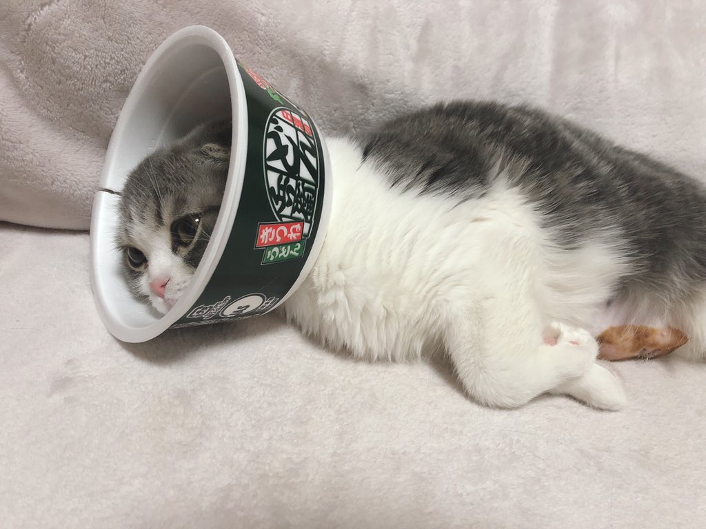 どん兵衛でネコがかなり落ち着く エリザベスカーラーが苦手な場合は是非参考に 話題の画像プラス