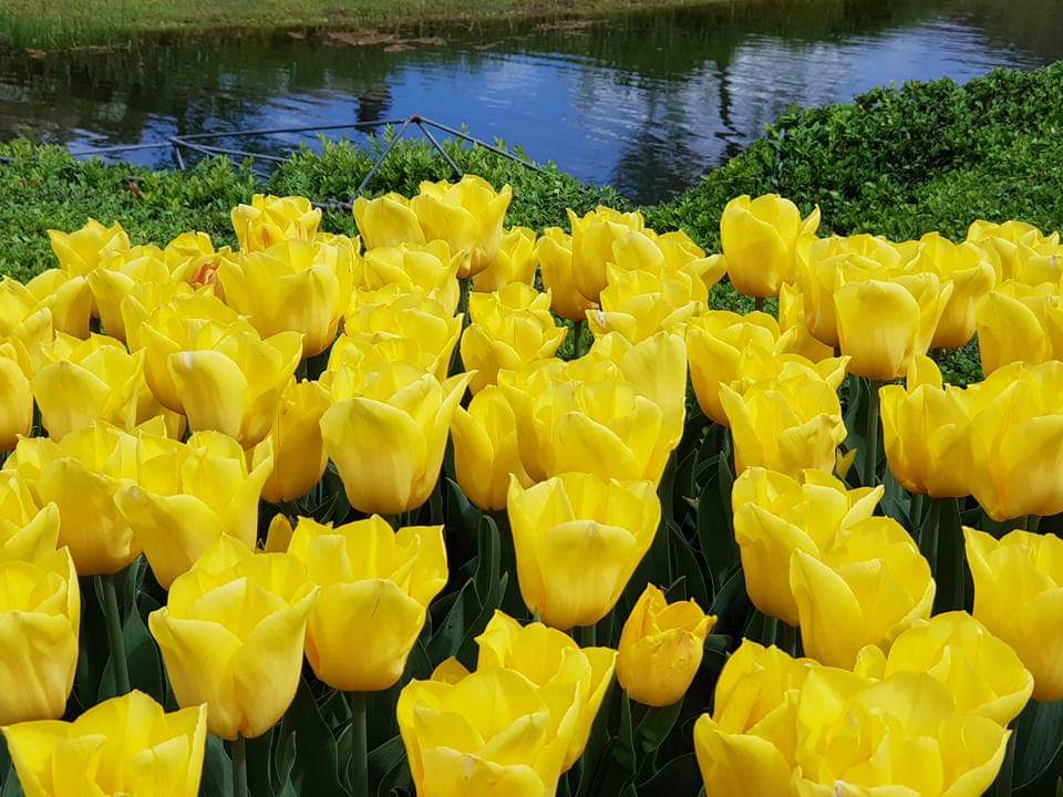 ISAGRAM49's tweet photo. @CommUniqueNet @lpoucan @boccadileone49 @LeJardinDesSage @SLeguil @anjouvascu @LOKKILUCK @florian_bonnot @PolPaysageFNPHP @NicolasGUTOWSKI Joyeuses Pâques à toutes et tous !
#Battleflowers🌻🏵🌾 #JaunePoussin https://t.co/ZBIwZaSbZz