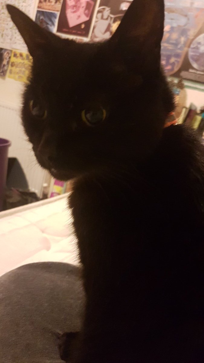 And rarely have pets from baby. Sooty was the last before mums current kittens- even numptey was half grown). She has seen my through most of my schooling, and all of my mental health difficulties. She has helped with meltdowns, panic attacks, and grief. She is the singular 14