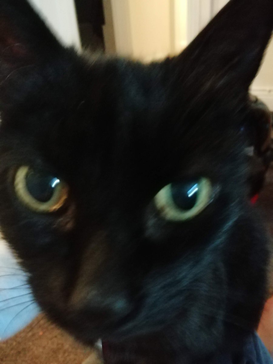 And rarely have pets from baby. Sooty was the last before mums current kittens- even numptey was half grown). She has seen my through most of my schooling, and all of my mental health difficulties. She has helped with meltdowns, panic attacks, and grief. She is the singular 14