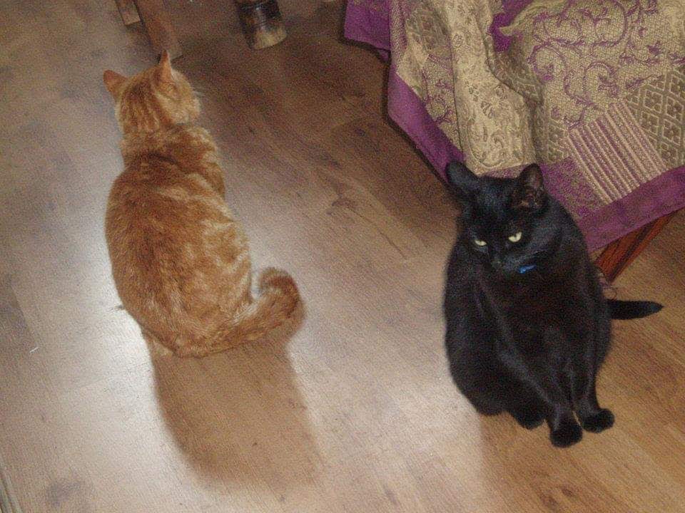 Best cat in the whole wide world and I love her more than anything and anyone. She is 15 years old today. I hope she enjoys herself! This is the oldest pic of her I can find... with ginger tosser, and between Jess and numptey, so probably 2010. She was five years old!