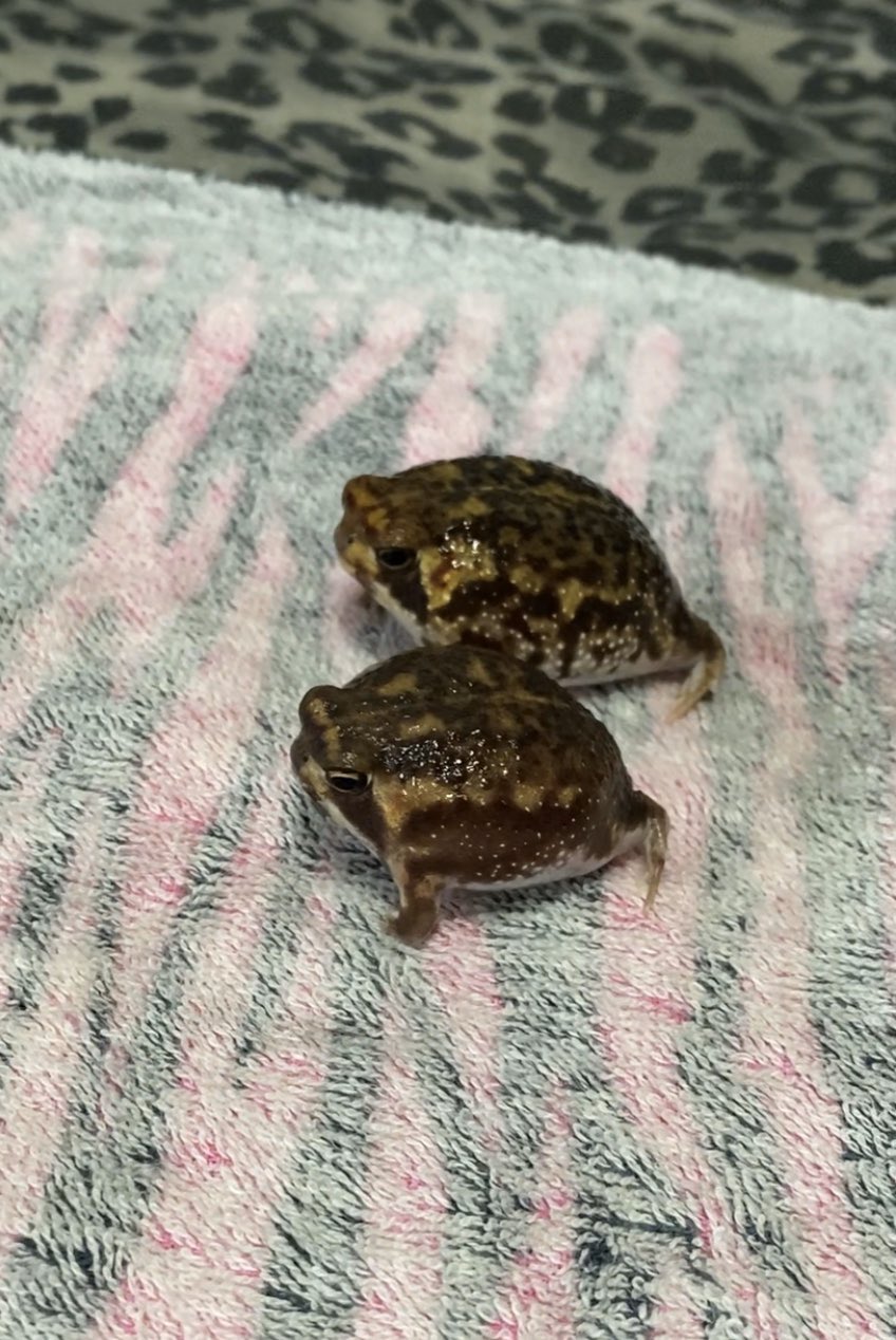 しょへり ここに250匹 でも少し繁殖してるっぽく300匹近く入っているらしい 笑 今日の夜 土饅頭たちにはいつも通りチビデュビアをあげて 2週間後のご飯タイムにはぷりぷりのワラジムシをあげてみるつもりです アメフクラガエル ワラジムシ