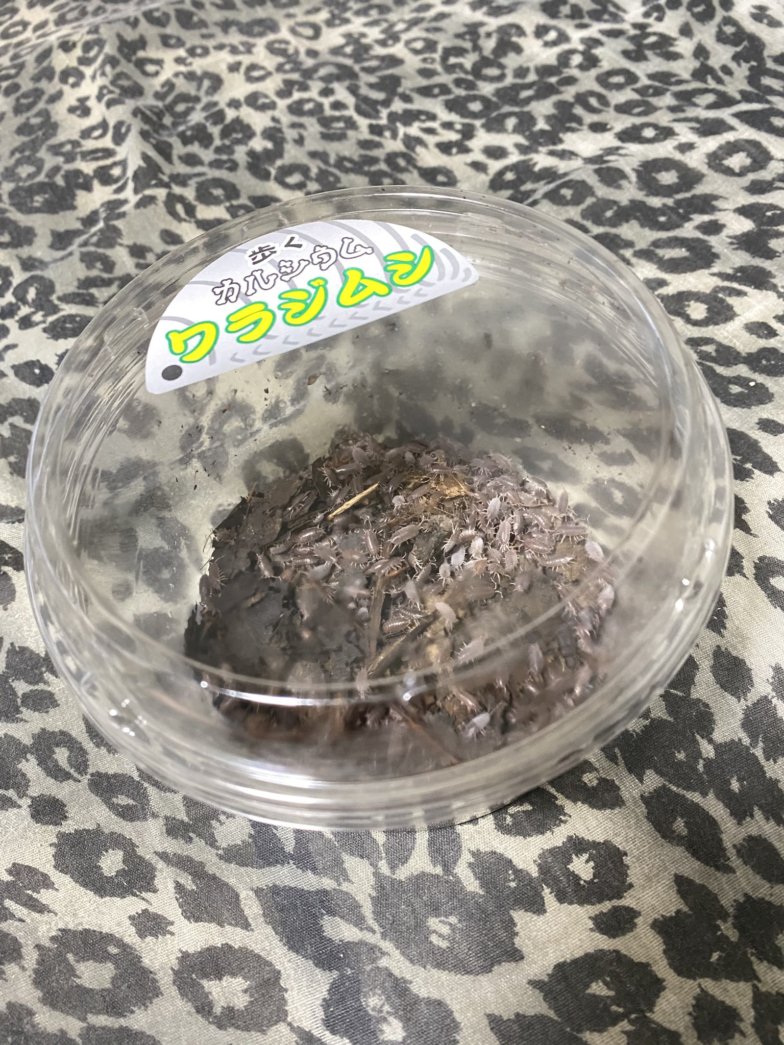 しょへり ここに250匹 でも少し繁殖してるっぽく300匹近く入っているらしい 笑 今日の夜 土饅頭たちにはいつも通りチビデュビアをあげて 2週間後のご飯タイムにはぷりぷりのワラジムシをあげてみるつもりです アメフクラガエル ワラジムシ