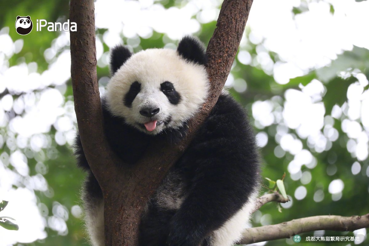 youngcicy's tweet photo. sooooooo cute panda❤❤❤
cr. ipanda
#China 
#Panda https://t.co/EMRIkOhaBt