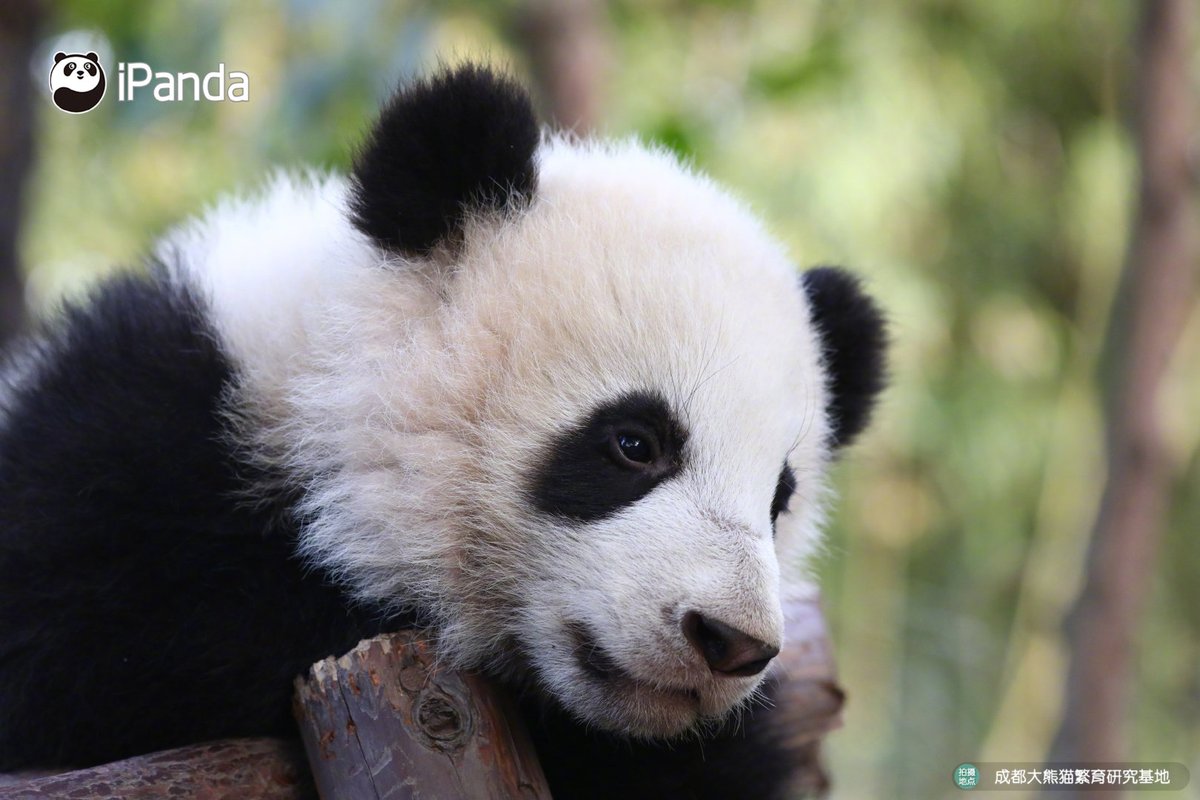 youngcicy's tweet photo. sooooooo cute panda❤❤❤
cr. ipanda
#China 
#Panda https://t.co/EMRIkOhaBt
